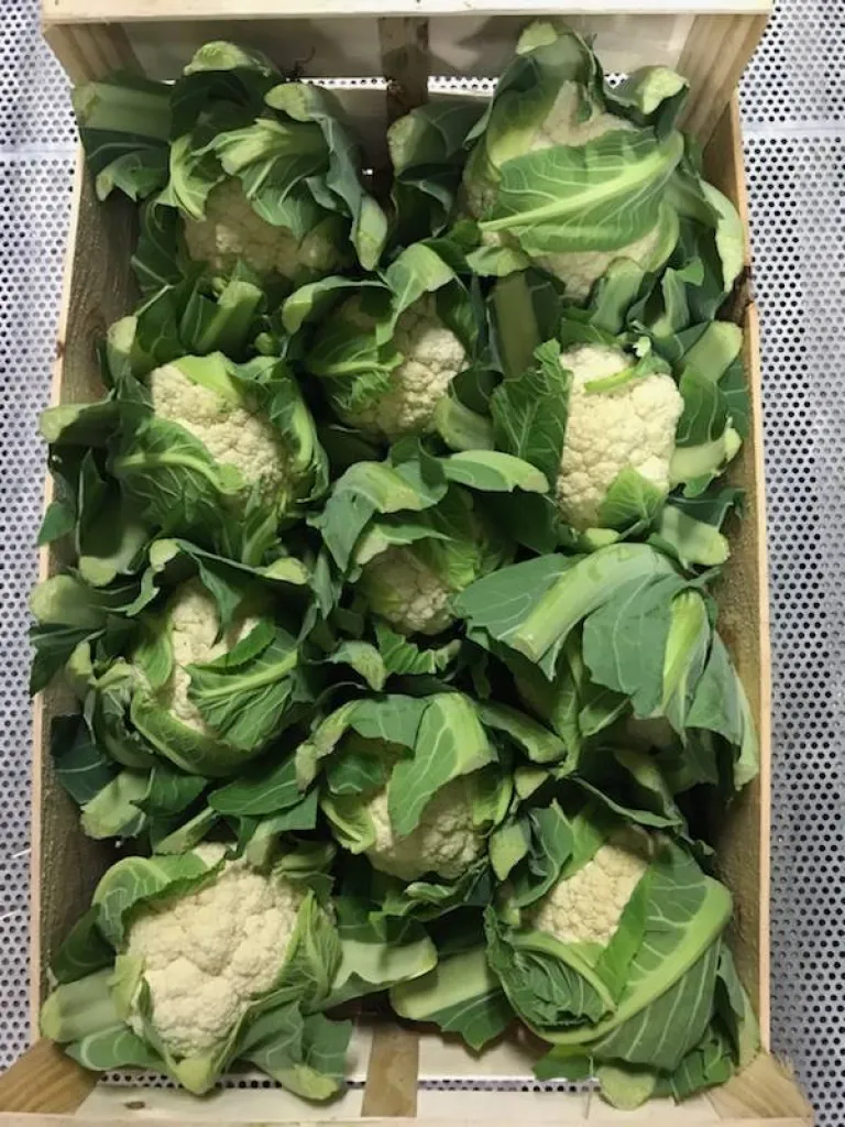 Choux fleurs de Provence proche d'aubagne