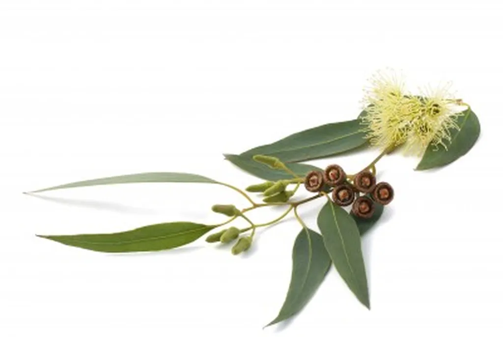 Eucalyptus globulus