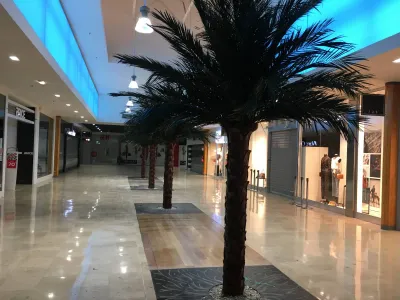 Plantation de palmiers stabilisés en galerie marchande sur Avignon