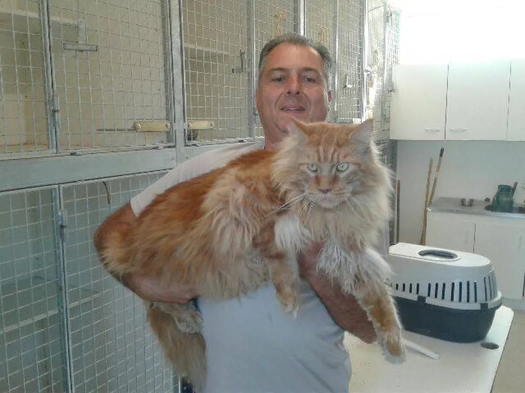 Achat de chat Maine Coon à l'élevage du Palais des Papes à Avignon