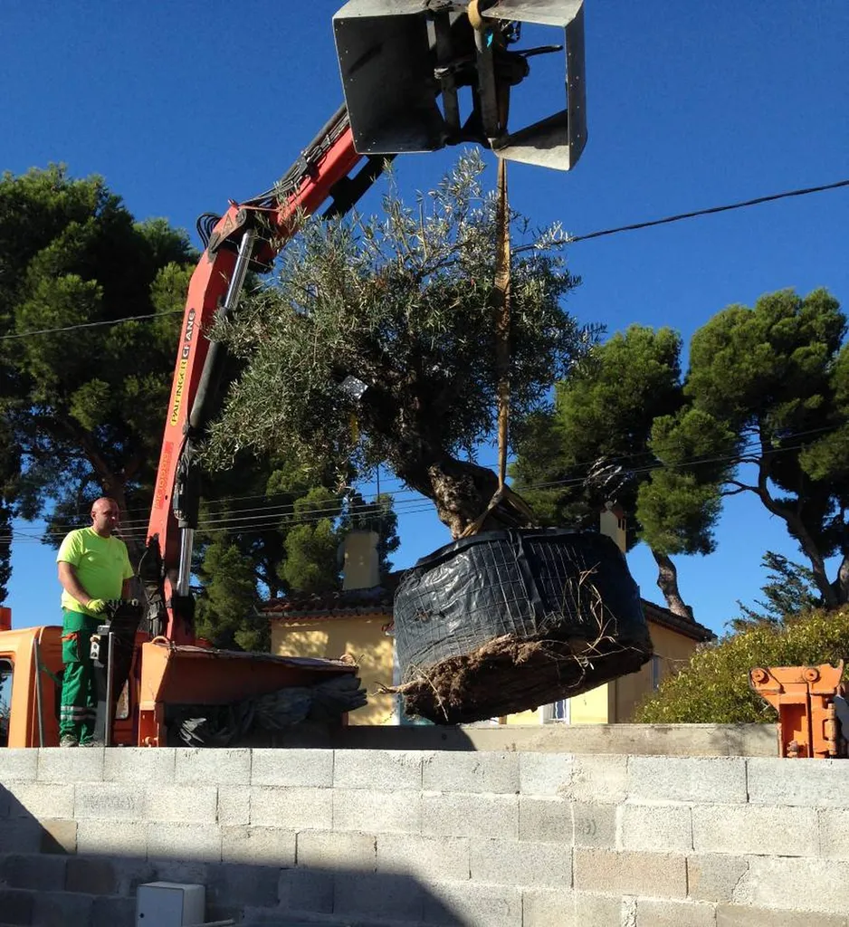 Plantation d'arbres dans un terrain privé près d'Ensuès La Redonne