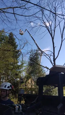 Abattage d'un arbre sur Yport : intervention en urgence suite à une chute d'arbre sur une clôture
