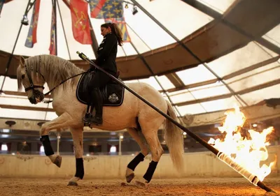 Journée Équestre à Tarascon : Visite des Écuries, Repas-Spectacle Immersif et Découverte des Lettres de Mon Moulin