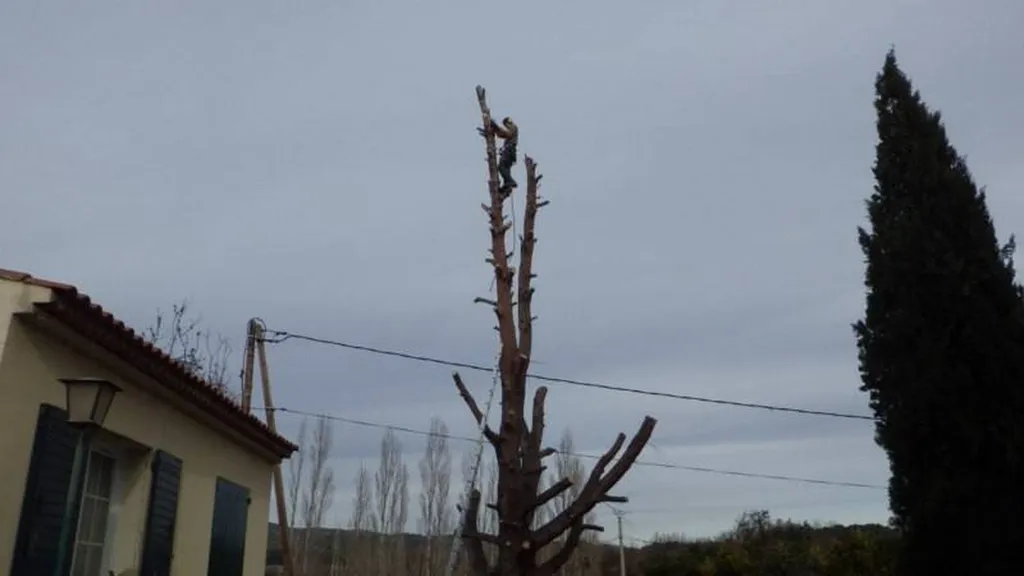Abattage d'un gros Pin dangereux