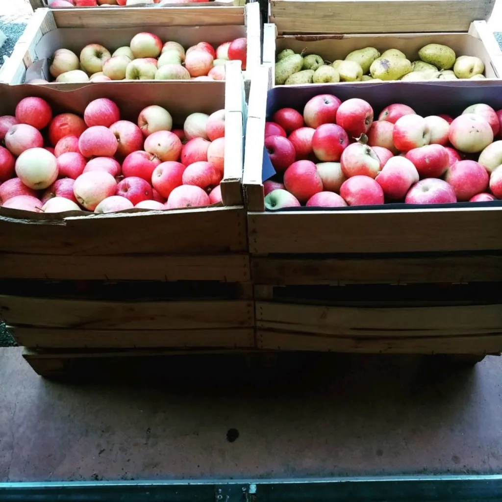Des pommes et des poires en direct du producteur en biodynamie situé à Arles