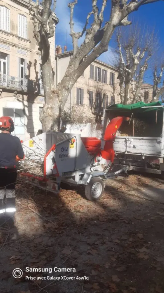 Elagage de platanes Salon de Provence par les experts d AEP
