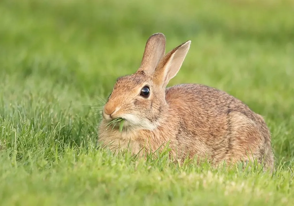 urgences pour lapins à marseille 13007