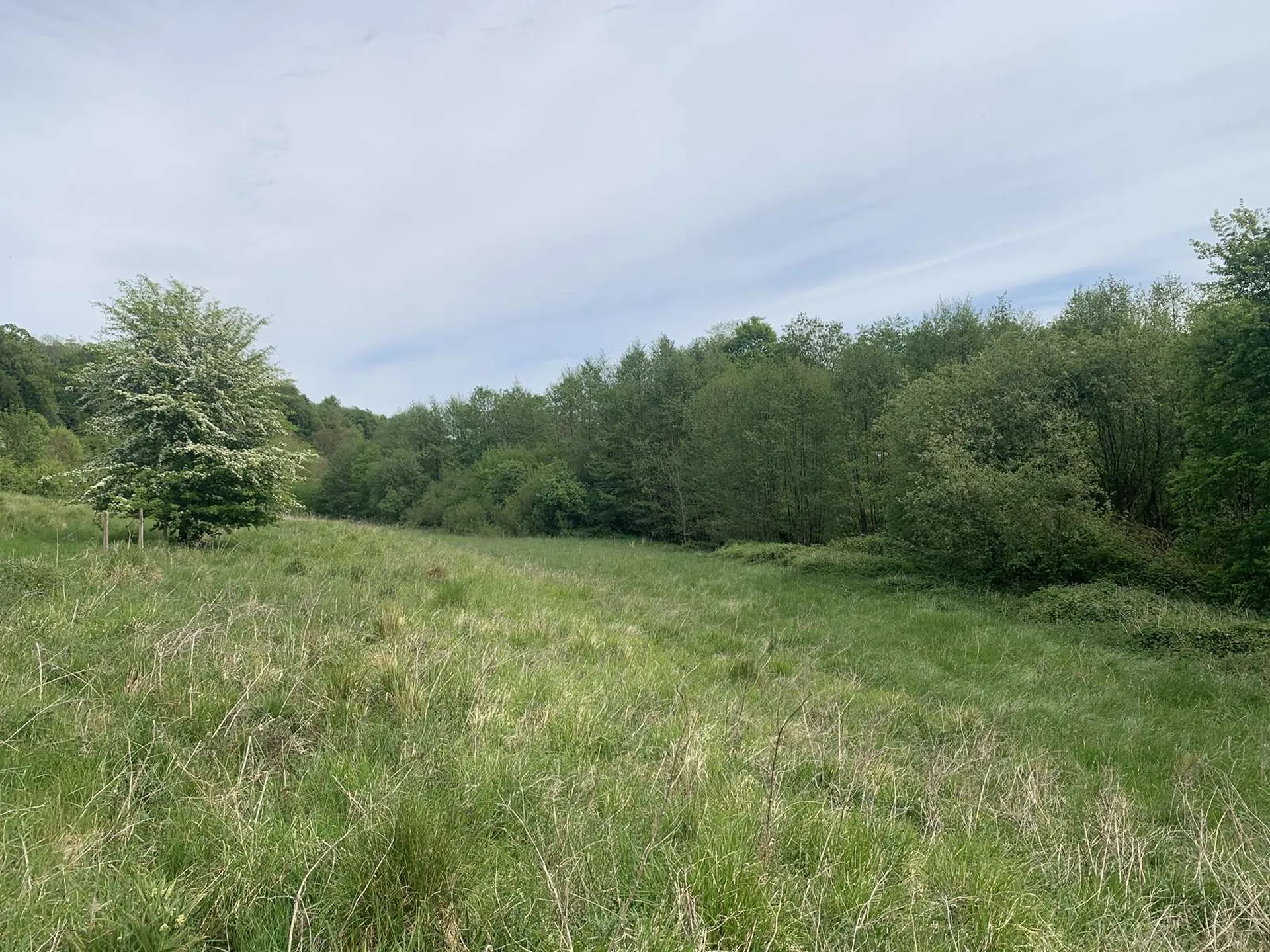 EN VENTE - En NORMANDIE, région Pays d'Auge du CALVADOS, et secteur LIVAROT, domaine agricole et forestier de 120 ha