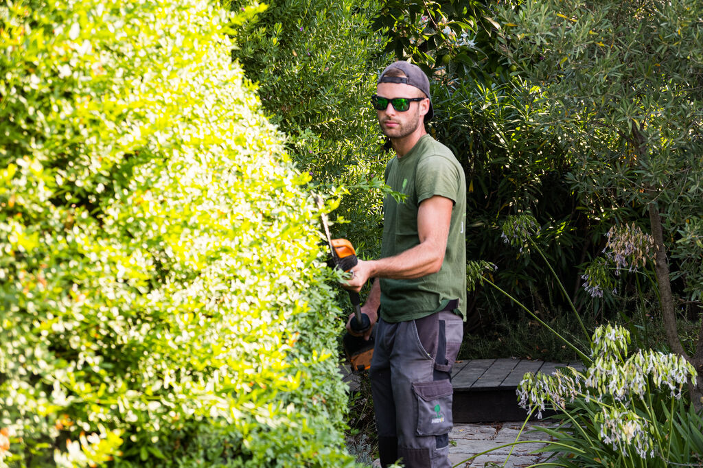Taille en topiaire – entretien des chênes verts à Hyères