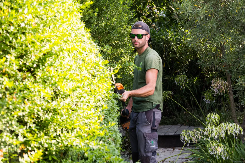 Taille en topiaire – entretien des chênes verts à Hyères