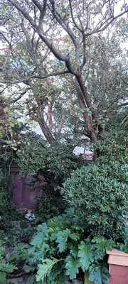 Défrichage pour travaux. 