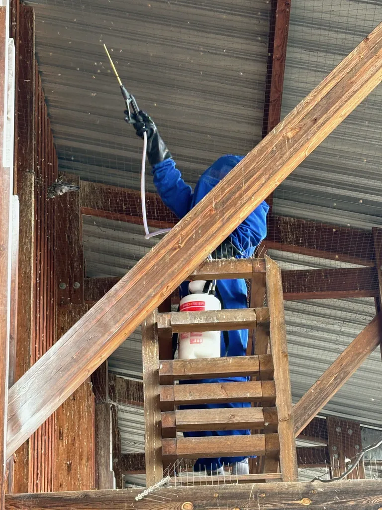 nid guêpe et frelon secteur Rillieux la pape / LYON 