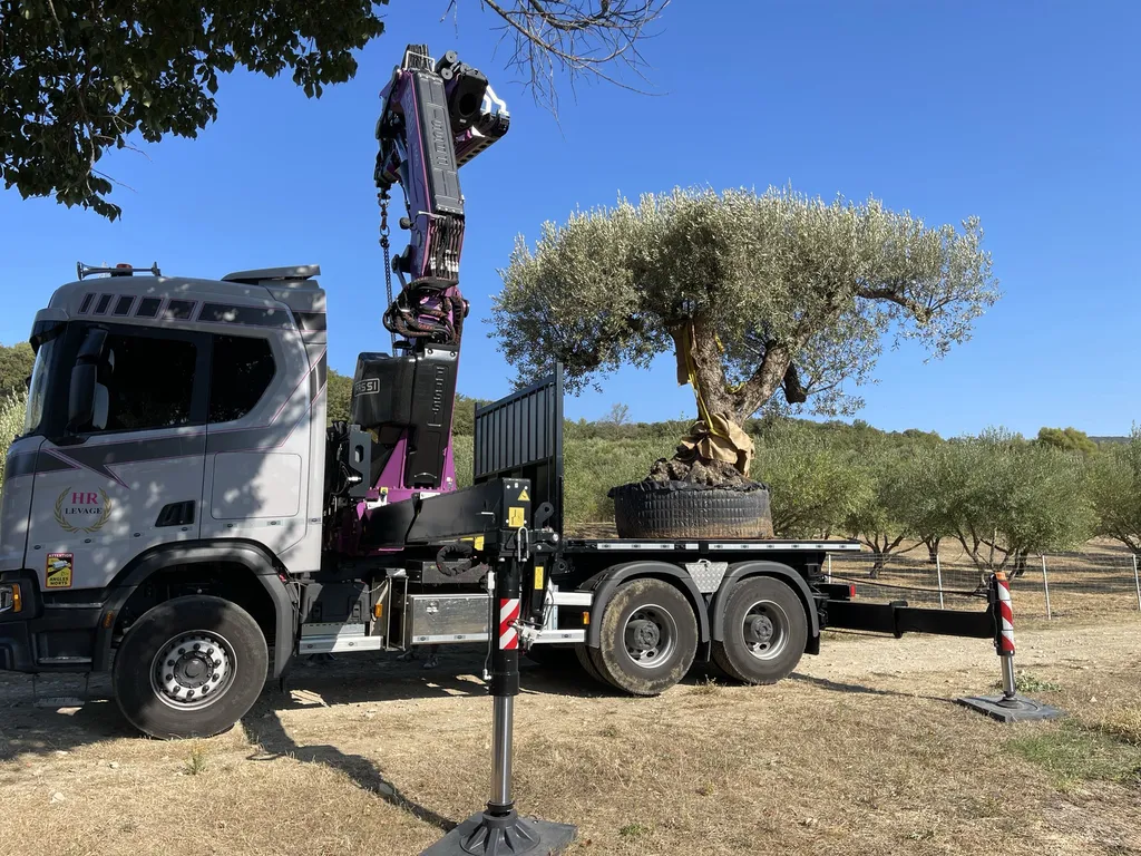 Plantation d’un olivier multicentenaire à la grue — Expertise et précision