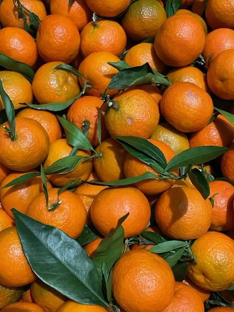 Livraison direct producteur de Clémentines Corses produit en Provence en point relais à Marseille