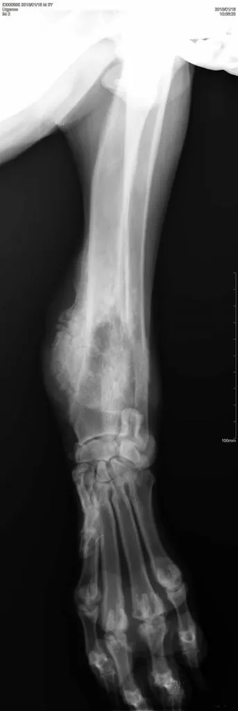 radiographie chien Ollioules