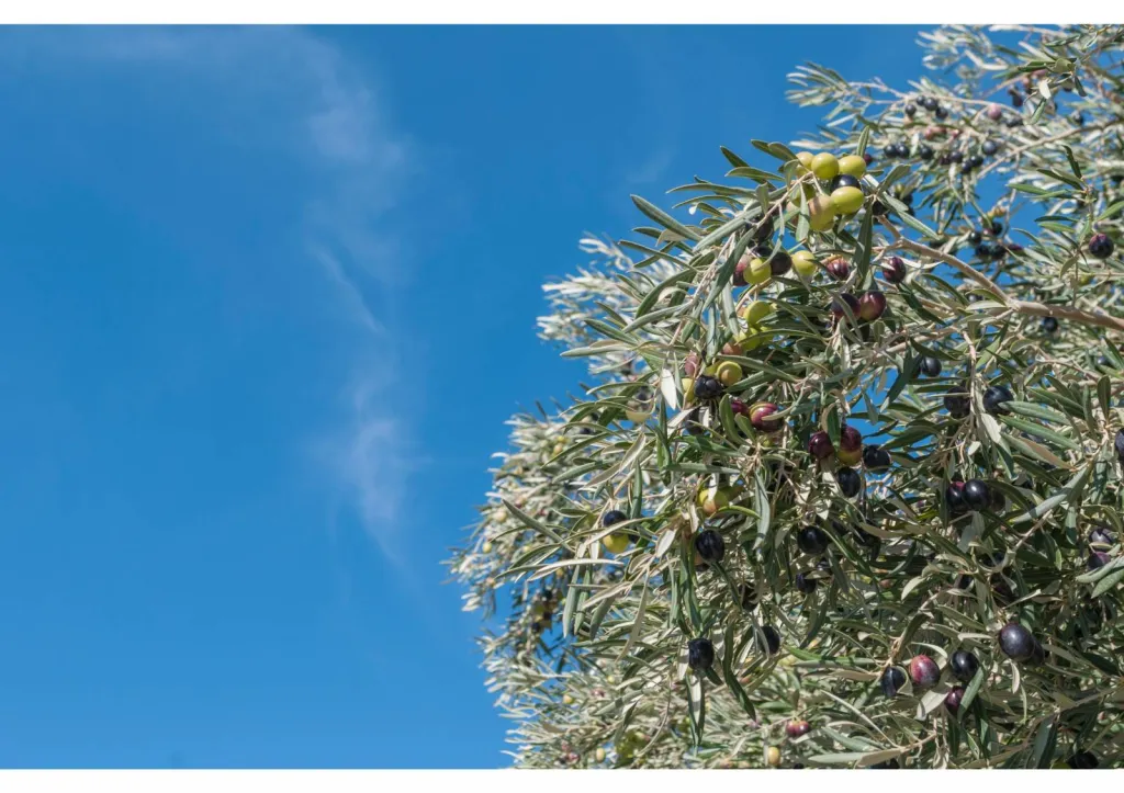 Entretien d’olivier en terre dans le Gard 30