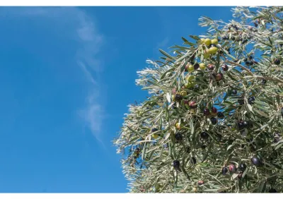Entretien d’olivier en terre dans le Gard 30