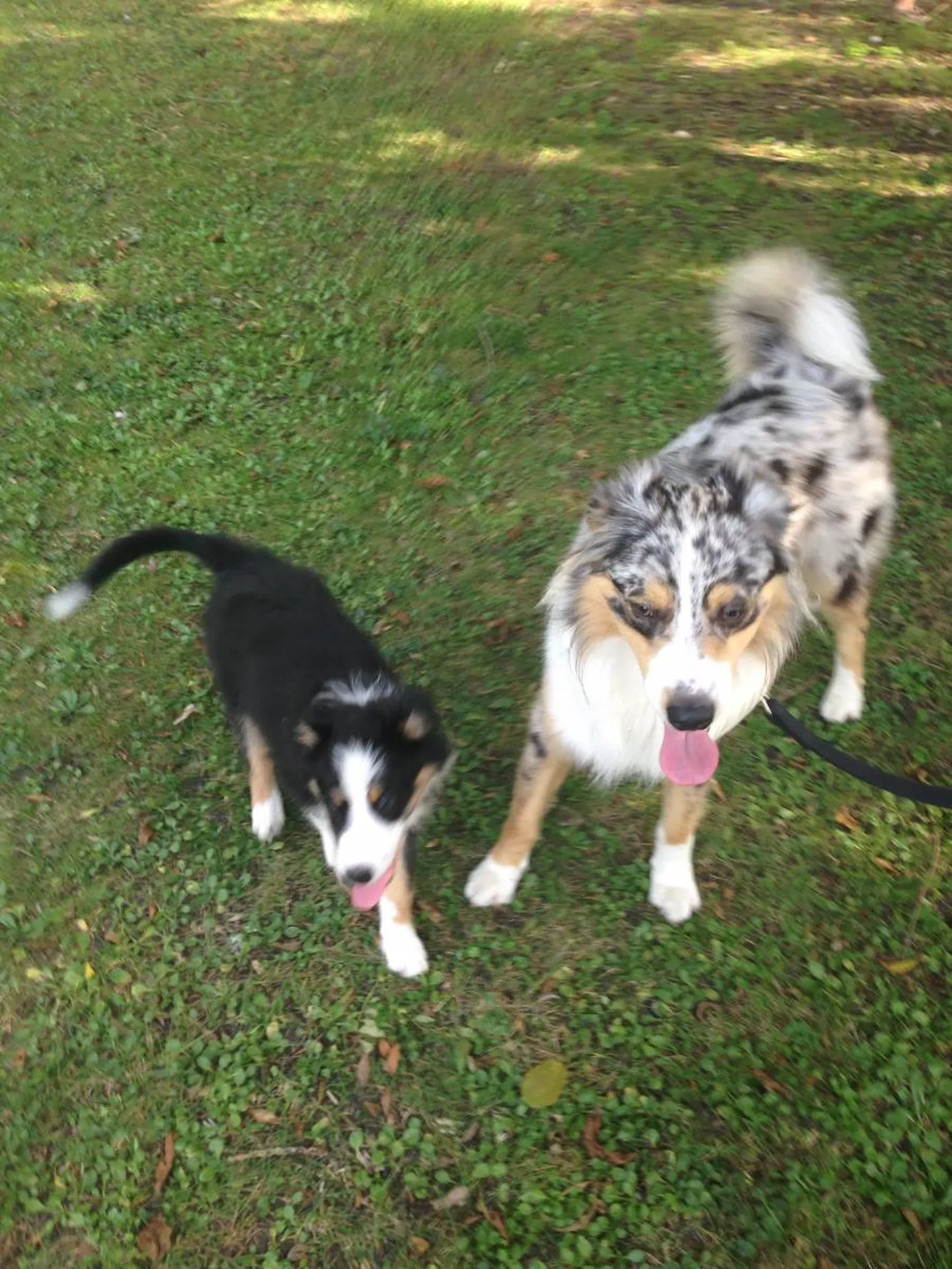 ou faire dresser mon chien a Andernos ? 