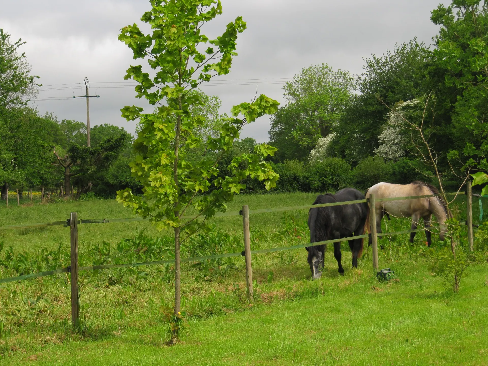 Possibilité chevaux Pays d'auge Normandie