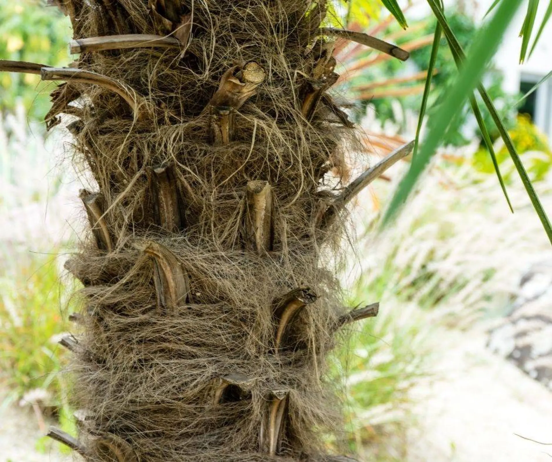ENTRETENIR VOTRE PALMIER CONTRE LE PAPILLON PALMIVORE