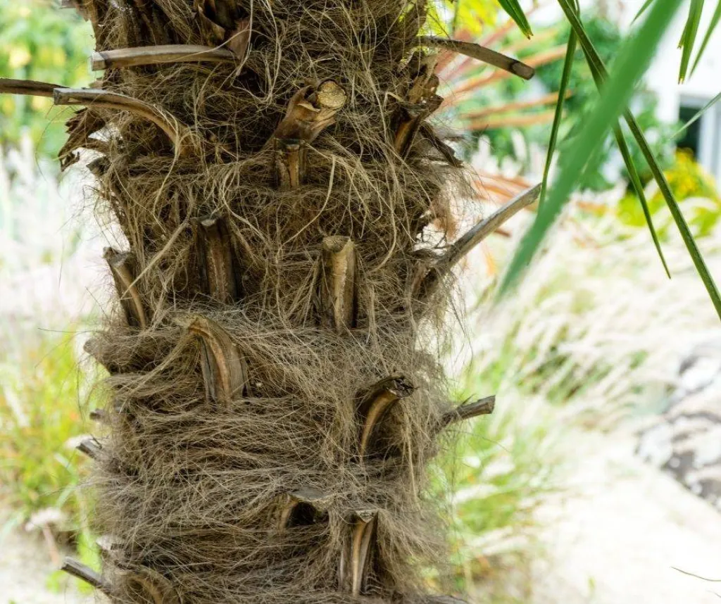ENTRETENIR VOTRE PALMIER CONTRE LE PAPILLON PALMIVORE