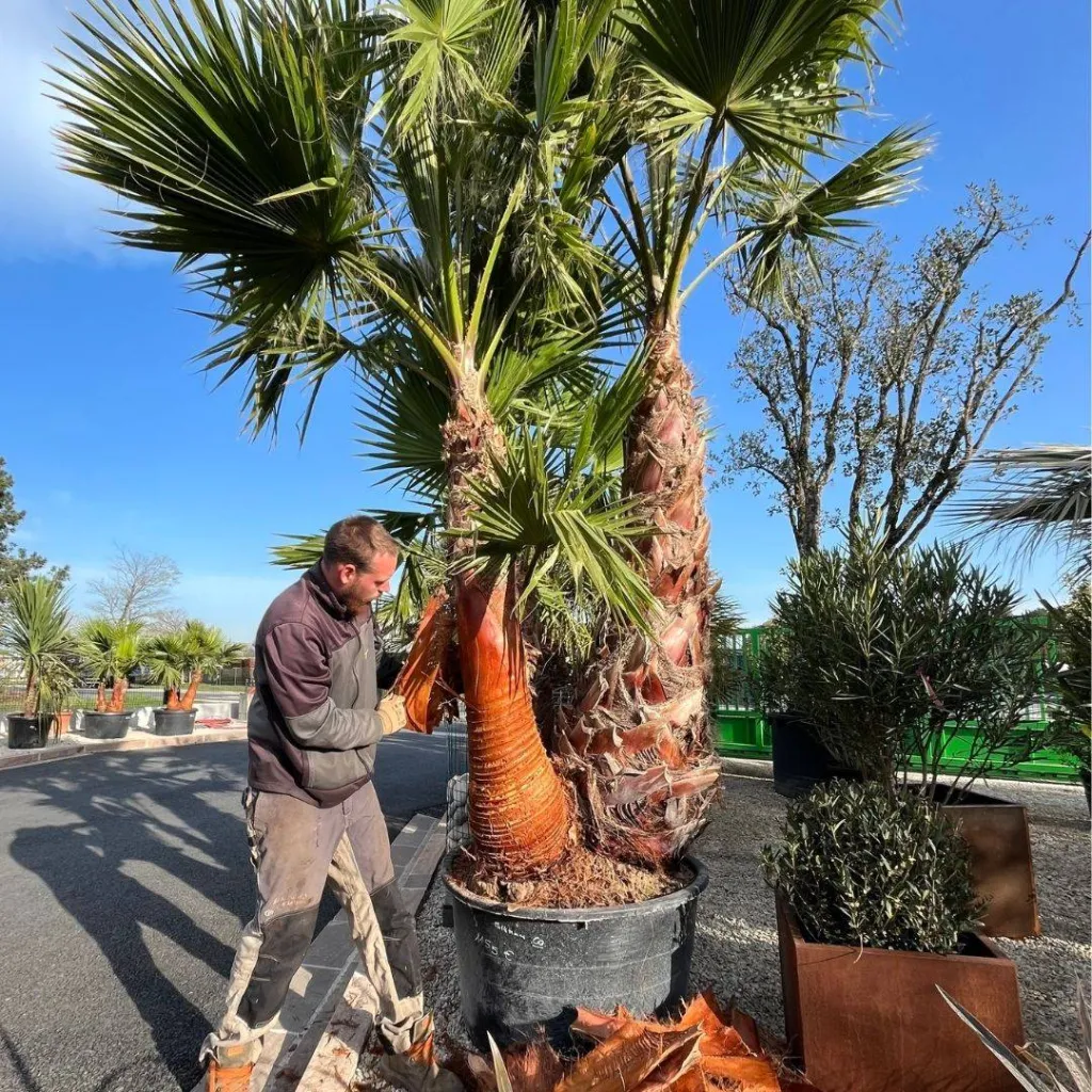 Nettoyage d'un Washingtonia robusta groupé