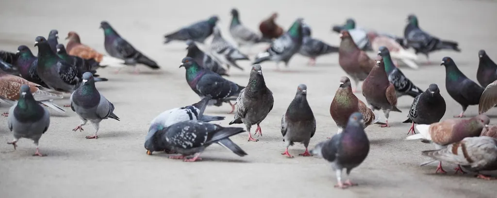 Entreprise spécialisée dans le dépigeonnage à Marseille Vieux Port