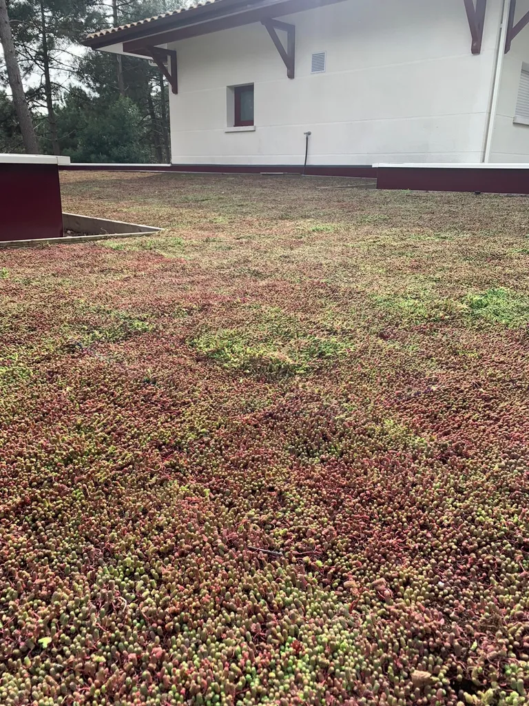 Installer une toiture végétalisée à Biscarrosse