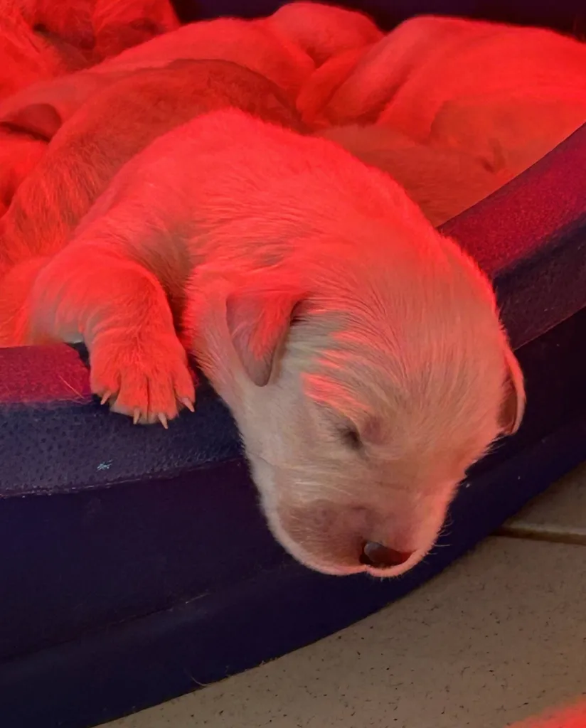 GOLDEN RETRIEVER CHIOTS MALES ET FEMELLES INSCRITS AU LOF DANS LE VAUCLUSE REGION PACA