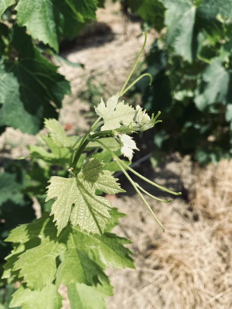 Atelier œnologique sur les vins biologiques près de Pessac : comprenez les méthodes de la viticulture respectueuse de l'environnement sans jargon