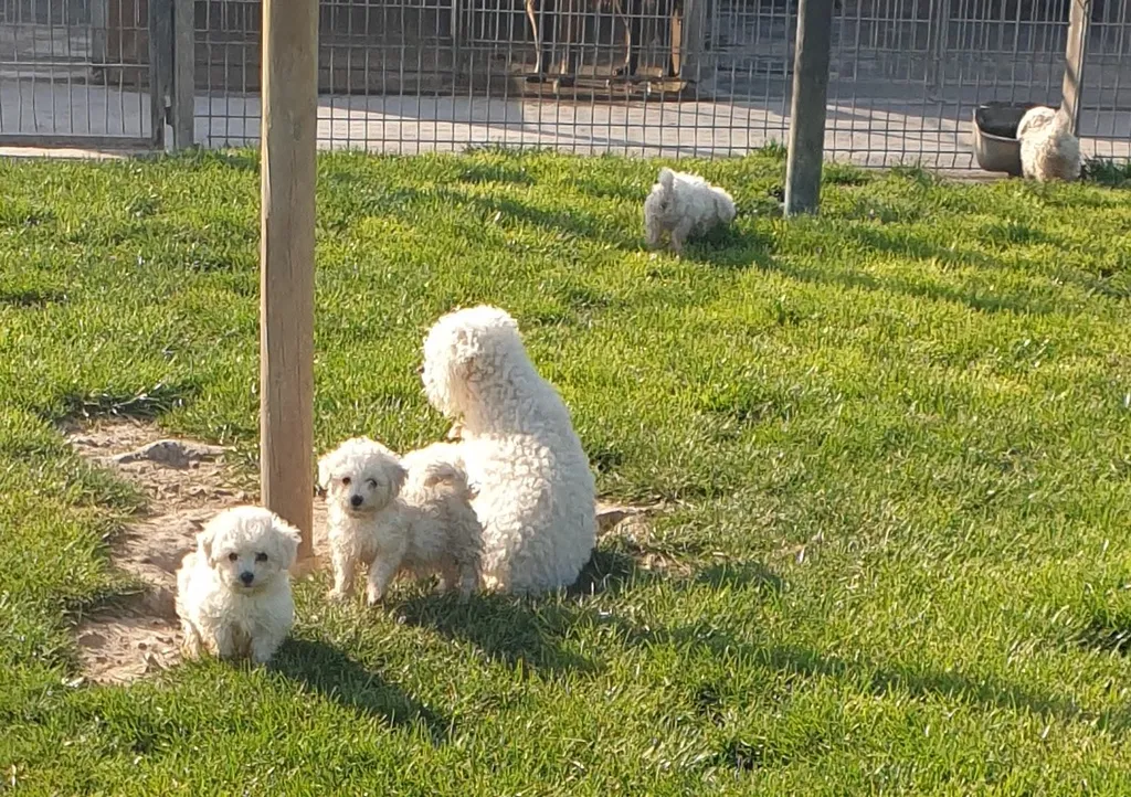 Une nouvelle petite tribu Bichon Frisé est arrivée à l’élevage – Vita & Otto