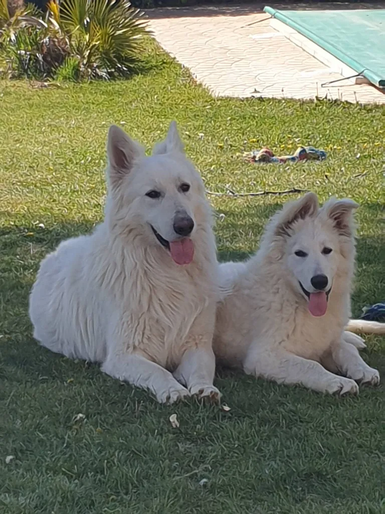 Berger Blanc Suisse LOF – 6 Chiots Disponibles (Portée 2025038487)