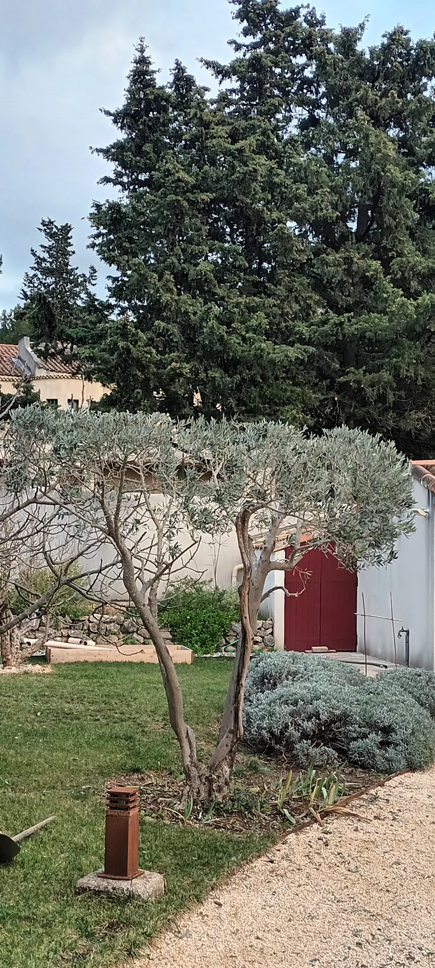 Taille d'un jardin à vaufreges 9ème à Marseille. 