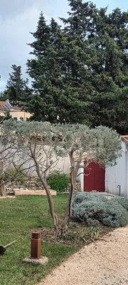 Taille d'un jardin à vaufreges 9ème à Marseille. 