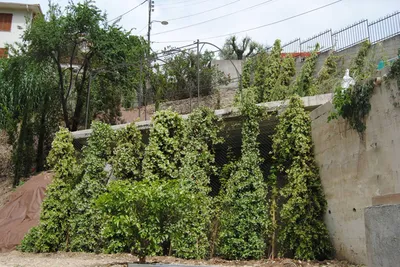 Végétaux plantés et palissés à Nice Nord