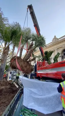 Transplantation sur la place du casino à Monaco