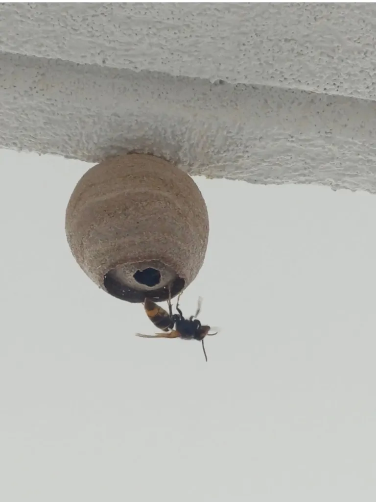 Nid de frelons asiatiques 