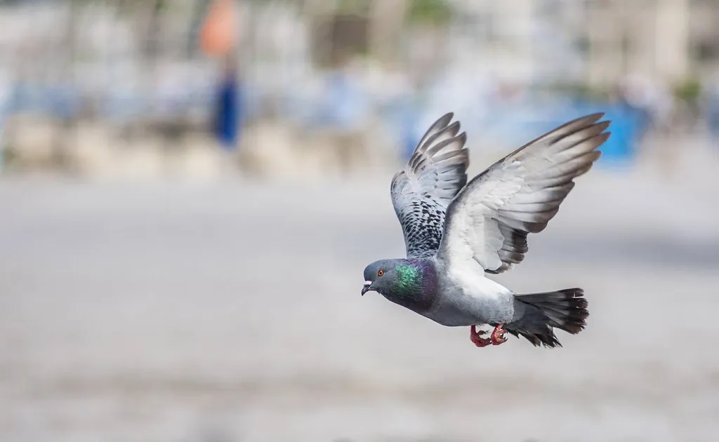 Se débarrasser des pigeons sur Le Havre