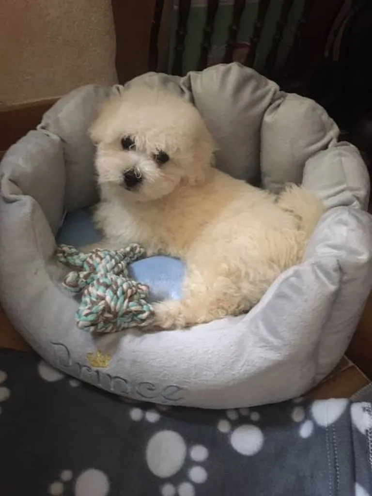 BICHON FRISE LOF VAUCLUSE