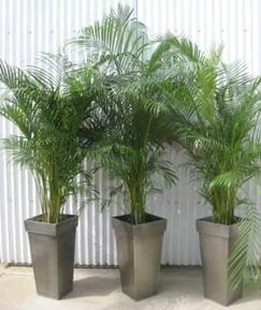 Location Plante d'Ornement Kentia (Ht 1,60 m) - Décoration Végétale Chic & Luxuriante