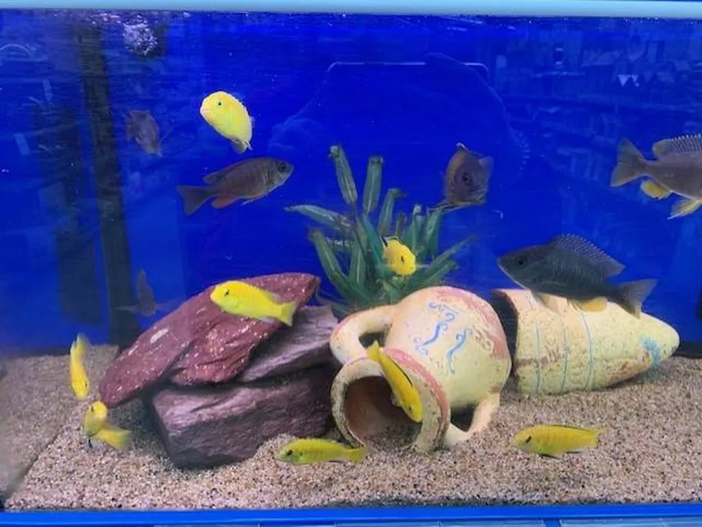 Acheter des poissons d'eau douce à proximité de Saint-Romain-de-Colbosc 76