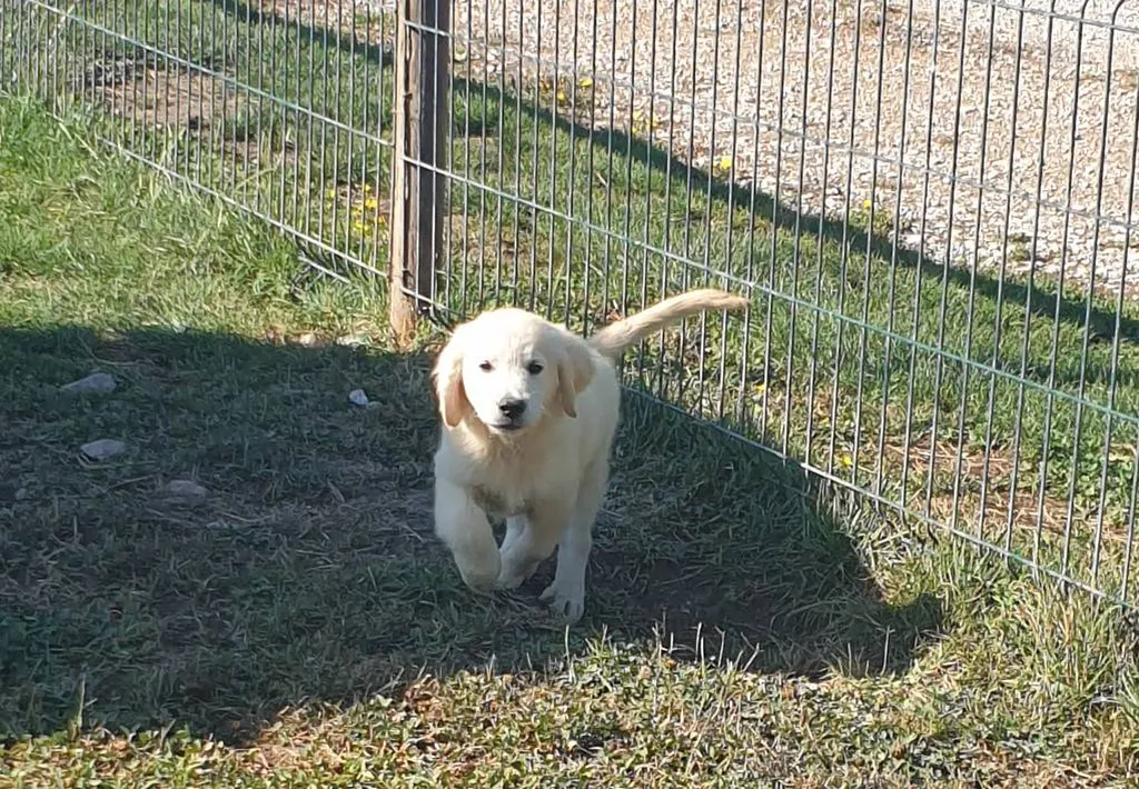Notre zone d'activité pour ce serviceElevage de Golden Retriever