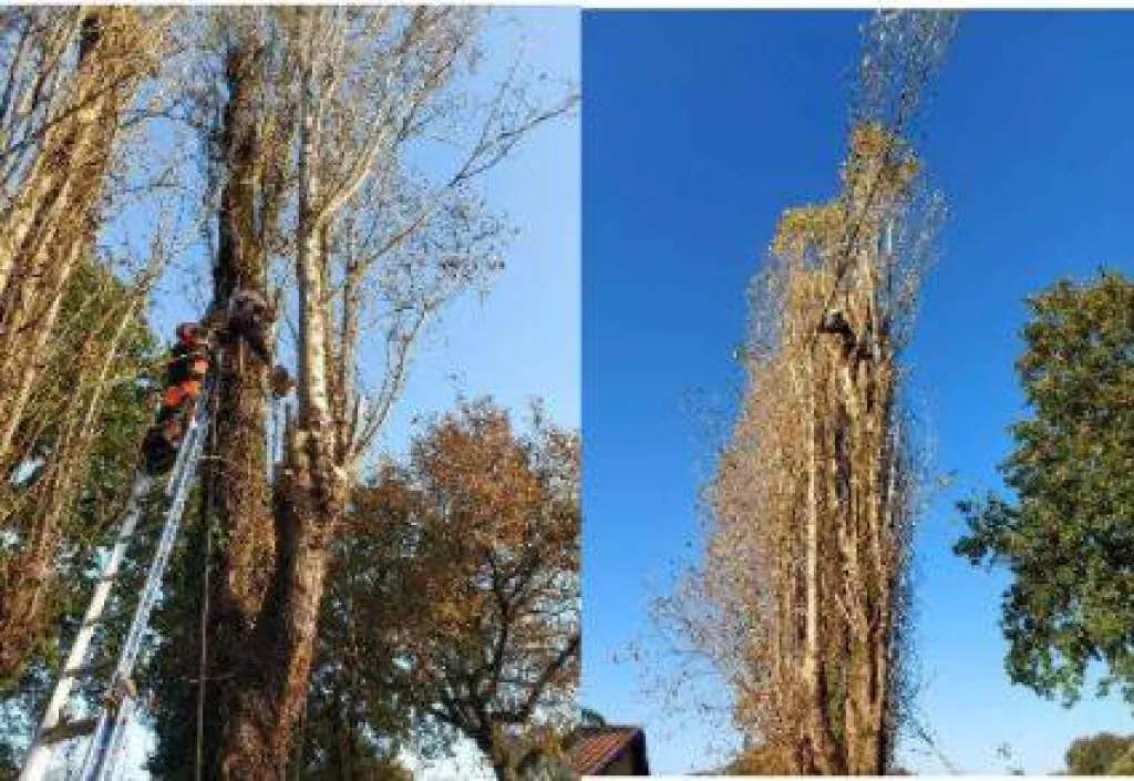 Abattage de peupliers d’Italie à Sainte Hélène