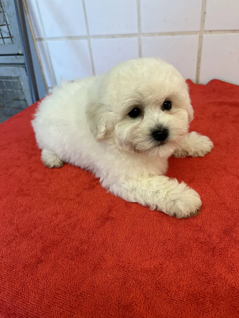 Achat de chien et Chiot Bichon frisé mâle ou femelle Avignon Vaucluse 84 Paca