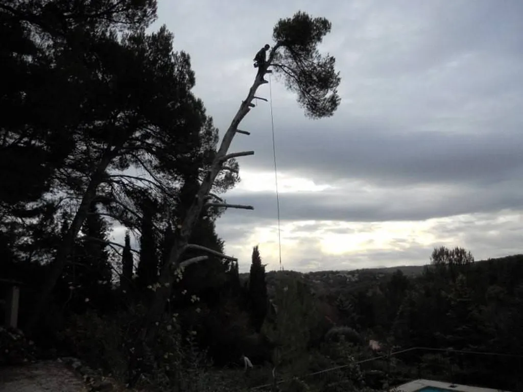 Abattage délicat d'arbre dangeureux par le paysagiste Romain Rouvier à Beaurecueil.