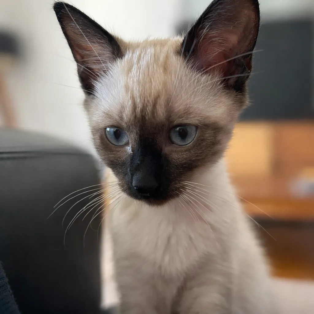 Clinique vétérinaire de la Joliette à Marseille : des soins attentifs et experts pour tous vos animaux