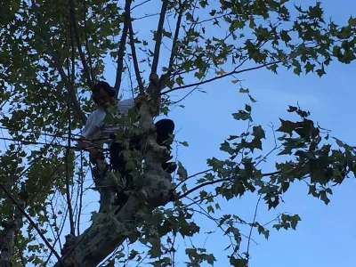 Abattage d’arbre en copropriété dans le Gard (30)