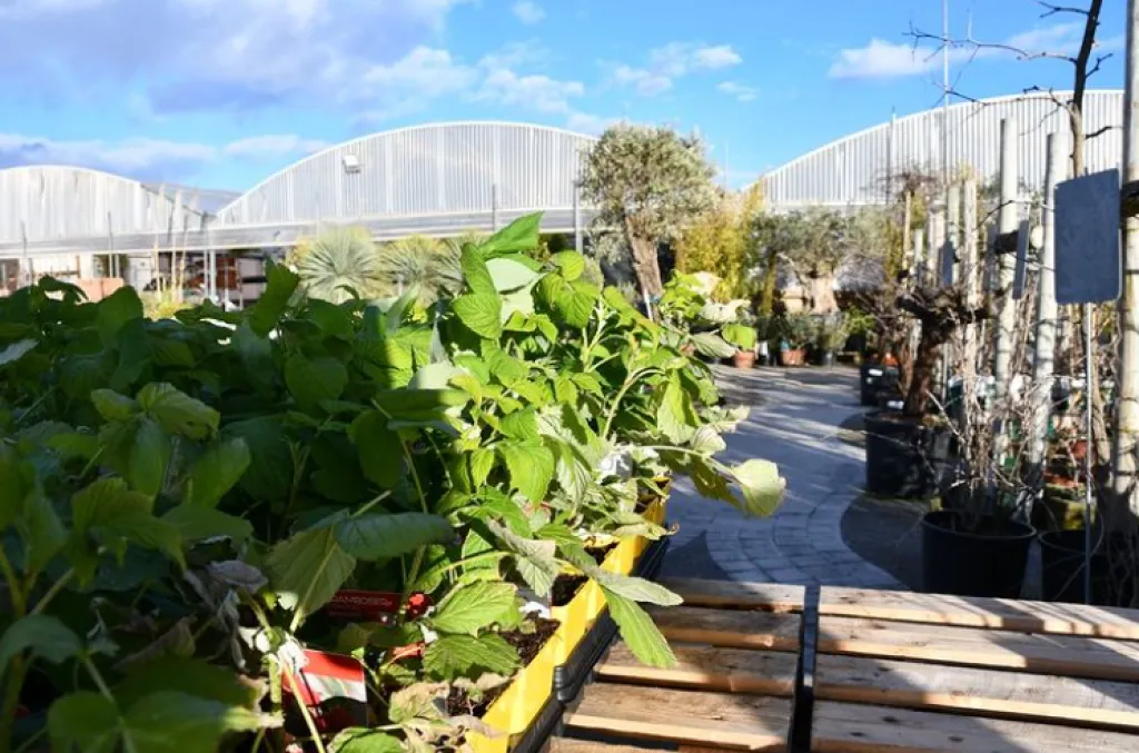 Que faire au jardin en mars