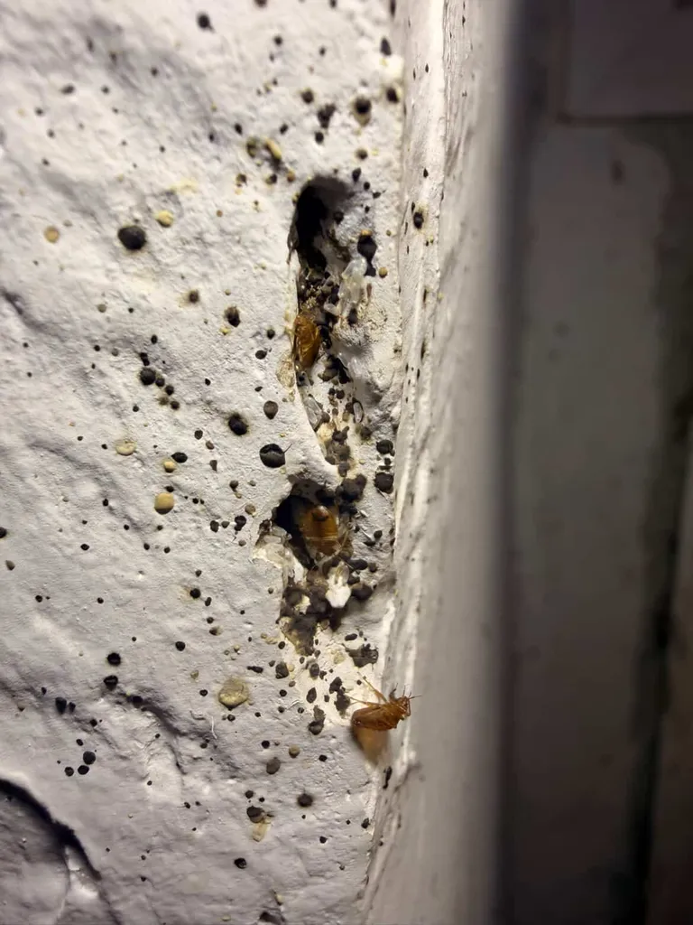 Détection d'un foyer d'infestation par Canem Detect dans un appartement de 100 m2 à Paris