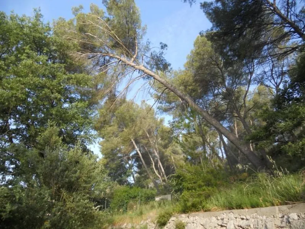 Abattage d'un Pin d'Alep Aix en Provence